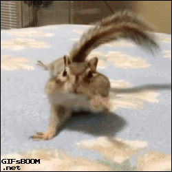 chipmunk-animals-free-animated-gifs-gameznet 044.gif